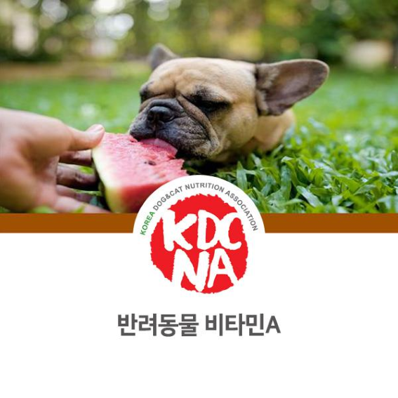  NO.1108 반려동물 비타민A 효능 및 흡수