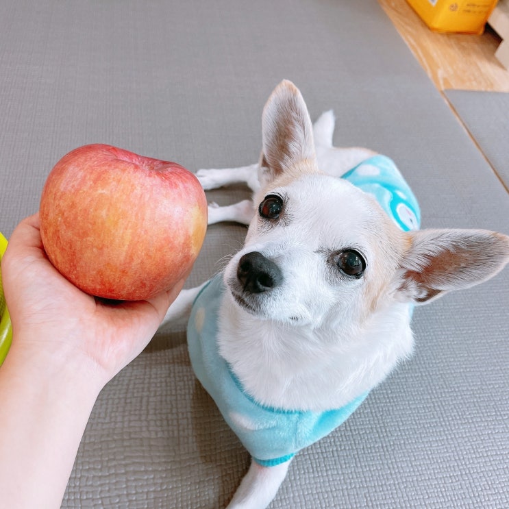  강아지 사과 먹어도 되나요 급여방법과 주의점정리