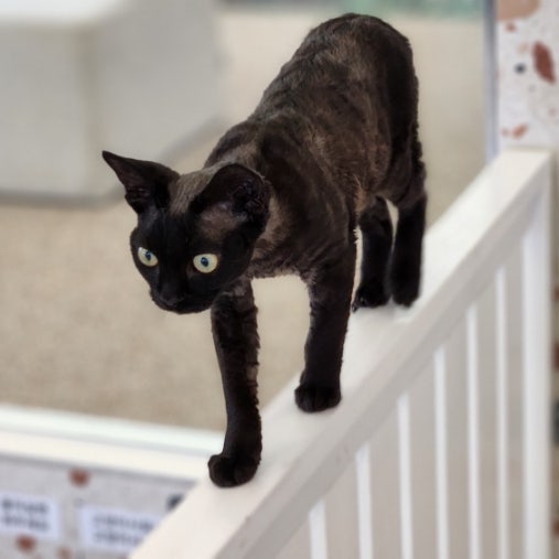 고양이 품종 데본렉스 검은고양이 묘종 분양가 성격
