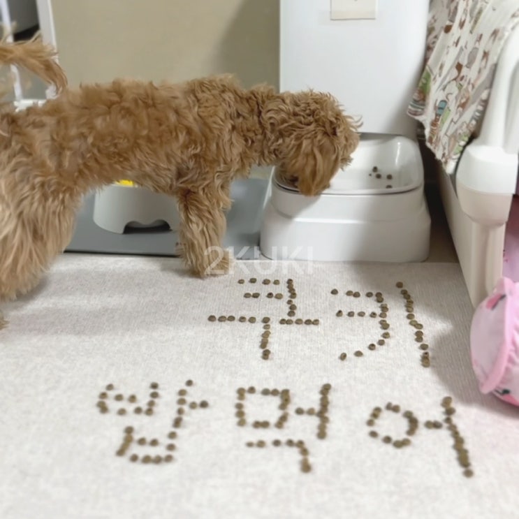  강아지 사료 거부 이유와 해결 방법