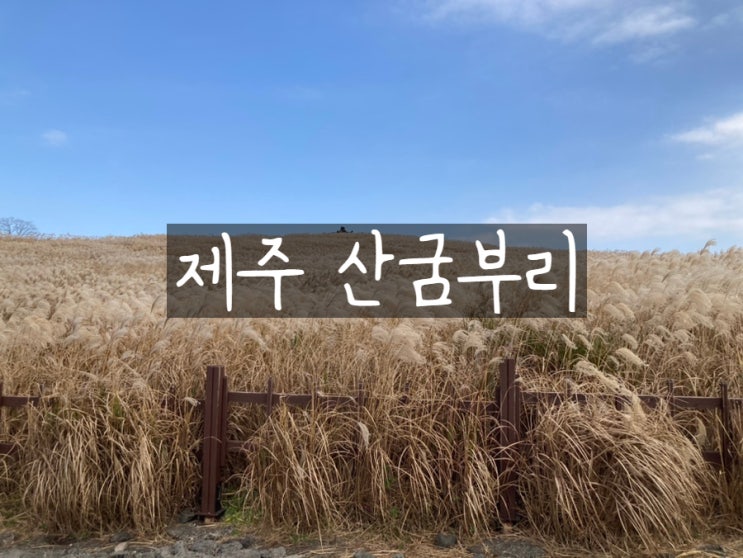  제주 조천 가볼만한곳 산굼부리 억새 명소