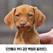 ㅠㅠ <b>유승준</b> / 스티브 유 <b>입국</b> <b>소송</b> 대법원 최종승소 그러나... 