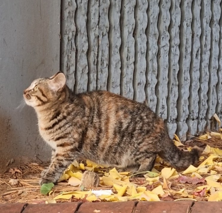 겨울 길고양이
