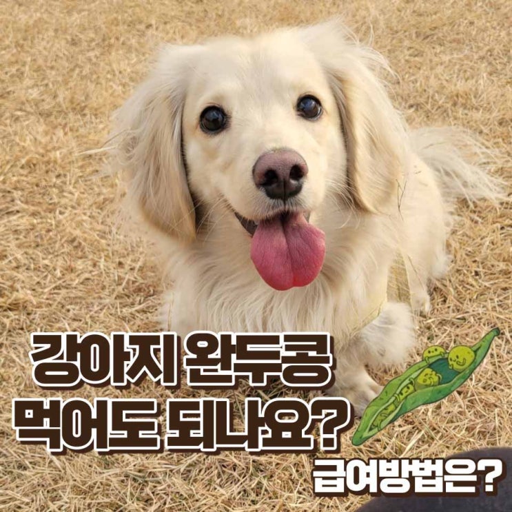  강아지 완두콩 먹어도 될까? 급여방법과 나타날 수 있는 증상들
