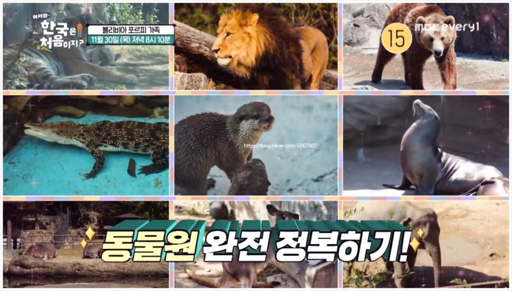 어서와한국은처음이지 324회 포르피 가족 기안84 한국 투어 놀이공원 기구 짜장면 라면 엘메르 주니어 동물원