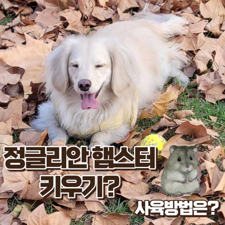  정글리안 햄스터 크기 먹이 온도 사육방법