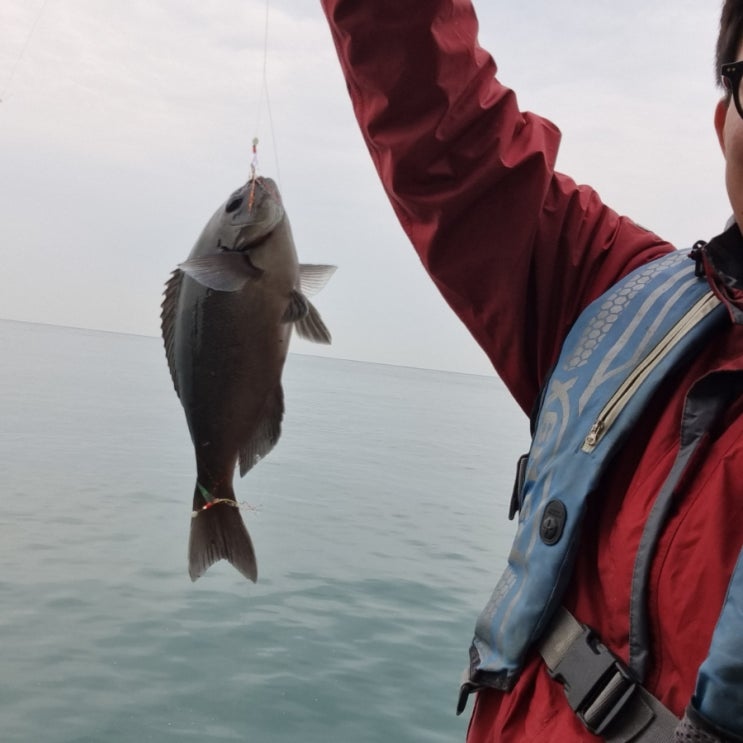 강태공 라심이의 동해바다 물고기 박멸기 in 울산 현대중공업 반달 포인트