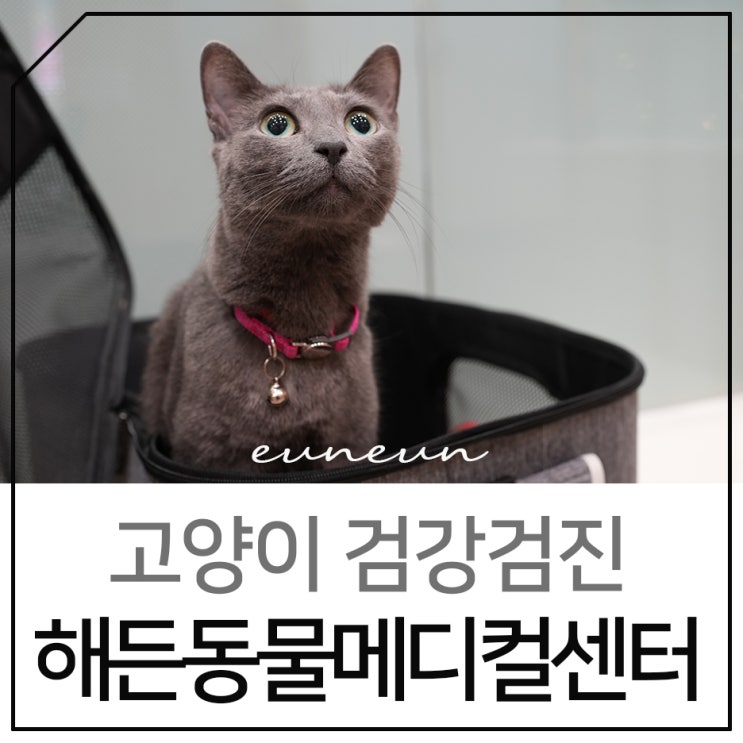 부천동물병원 고양이 건강검진 후기 24시 해든동물메디컬센터