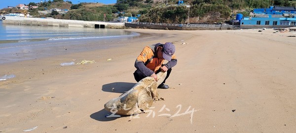  홍어의 고장! 흑산도 하태도 해안에서 37년 만에 고래가 돌아왔다.