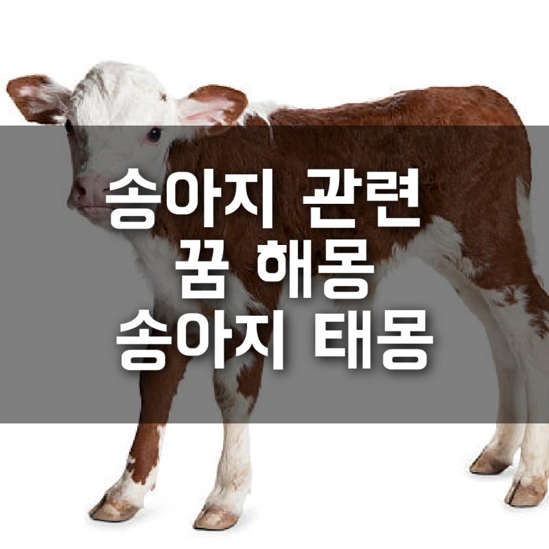 송아지 꿈해몽 금송아지 꿈 송아지 태몽 송아지 선물 받는 꿈 등 송아지 관련 꿈해몽
