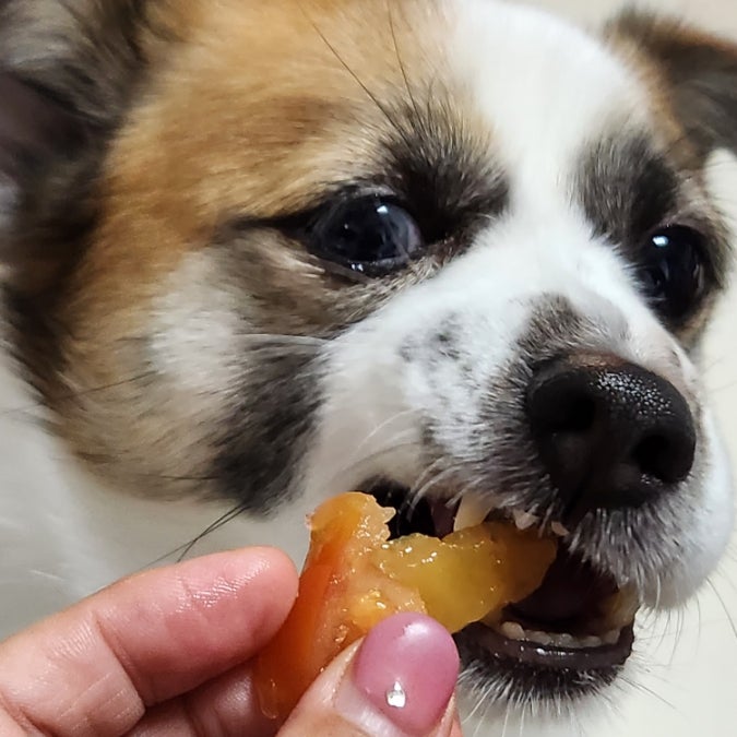 강아지 토마토 방울토마토 스테비아 급여 시 줄기, 껍질 먹어도 되나요?