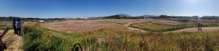 탄금대 공원 코스모스 꽃 구경