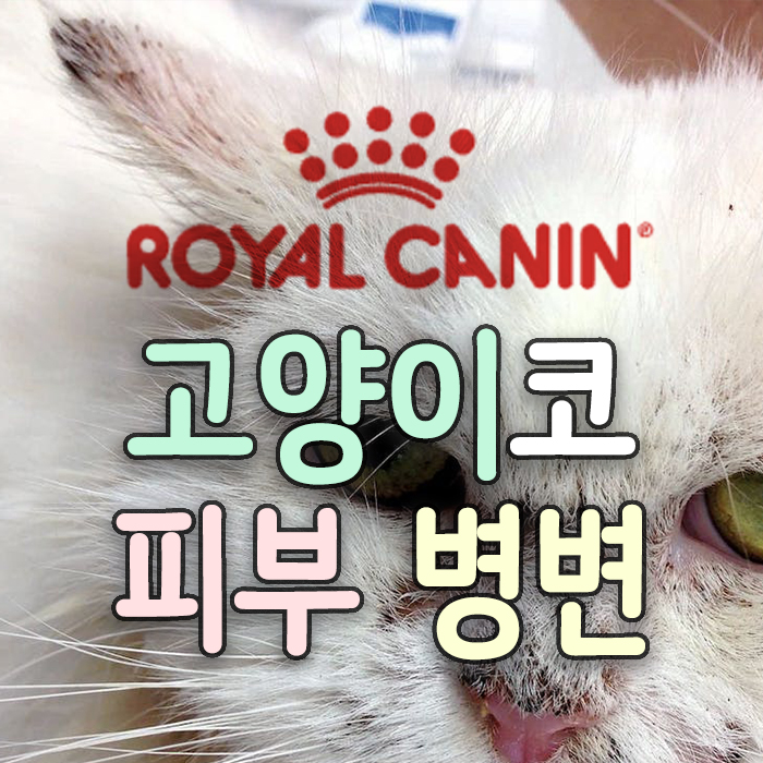  고양이 코(콧등) 피부 병변. 얼룩 까만점 각질 좁쌀 여드름. 염증 질환(ft.로얄캐닌)