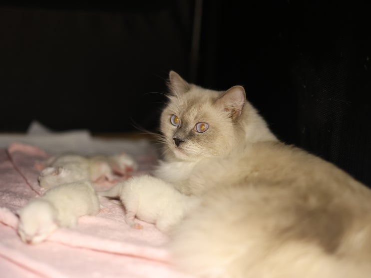  고양이 출산후 아기 물고 새로운 장소 찾아 옮기는 행동 이유 5가지