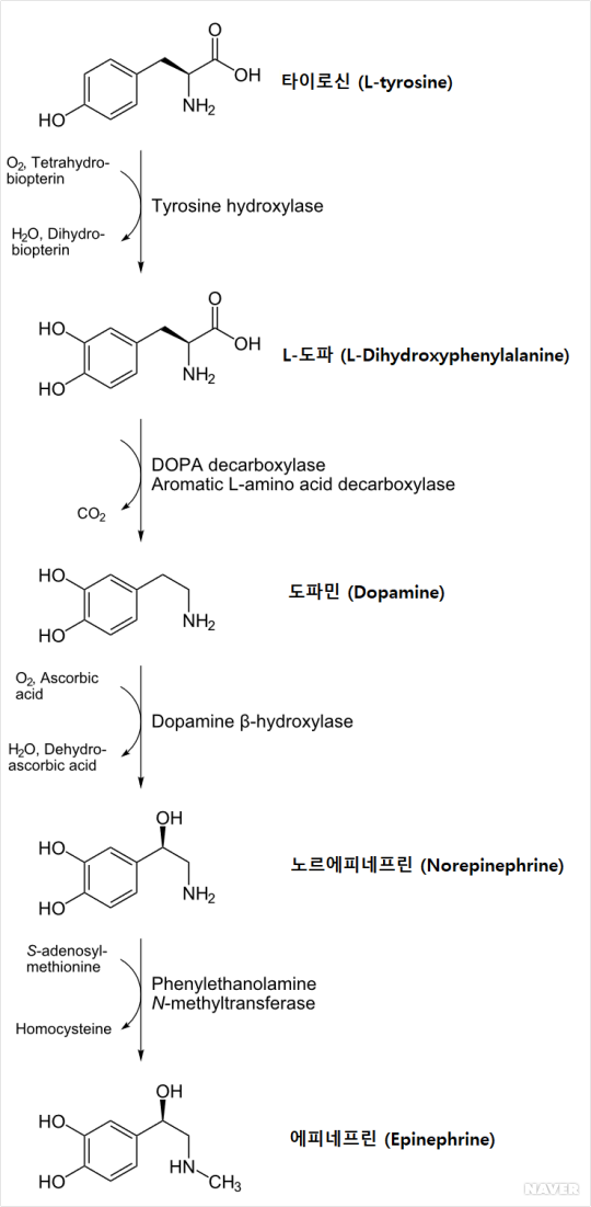도파민(dopamine)의 신호전달 작용기전과 보상경로(reward pathway)_중뇌-피질(mesocortical)경로 ...