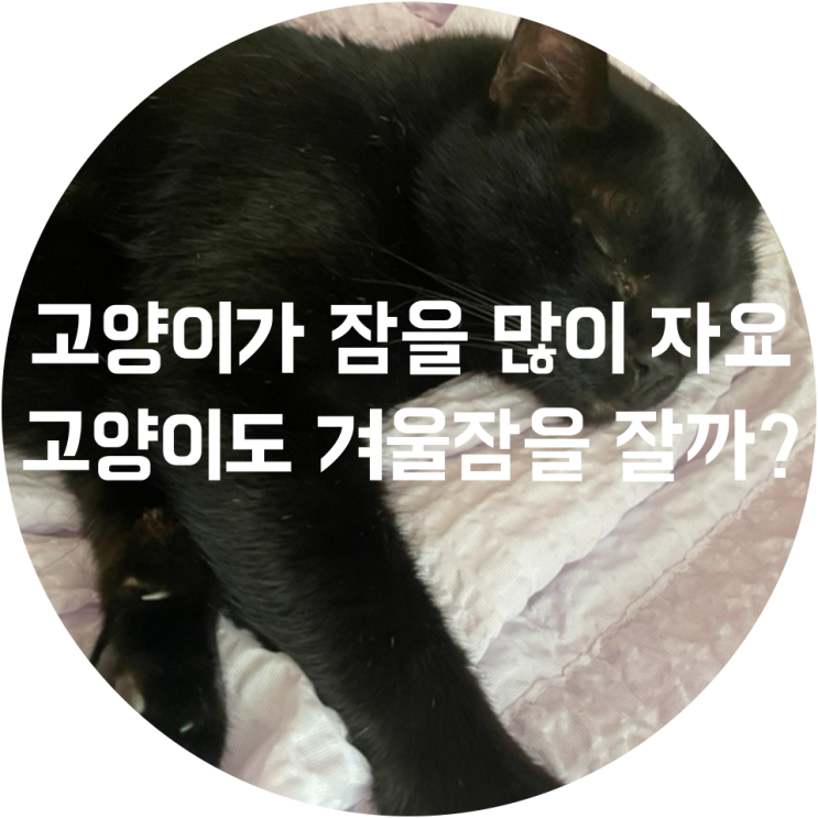  고양이가 잠을 많이 자요, 고양이도 겨울잠을 잘까?