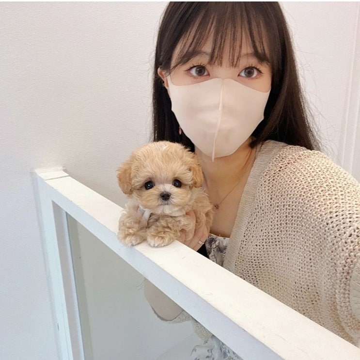 말티푸 분양가격 왜 차이가 클까?