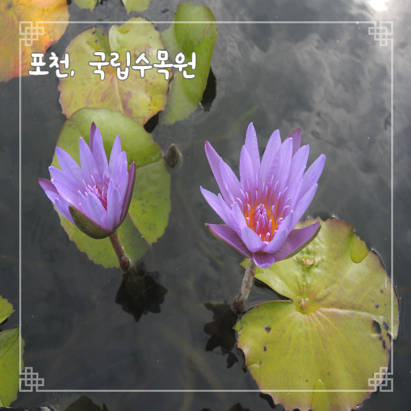  국립수목원 입장료 주차 정산 방법 열대온실 다녀왔어요 포천여행 가볼만한 곳