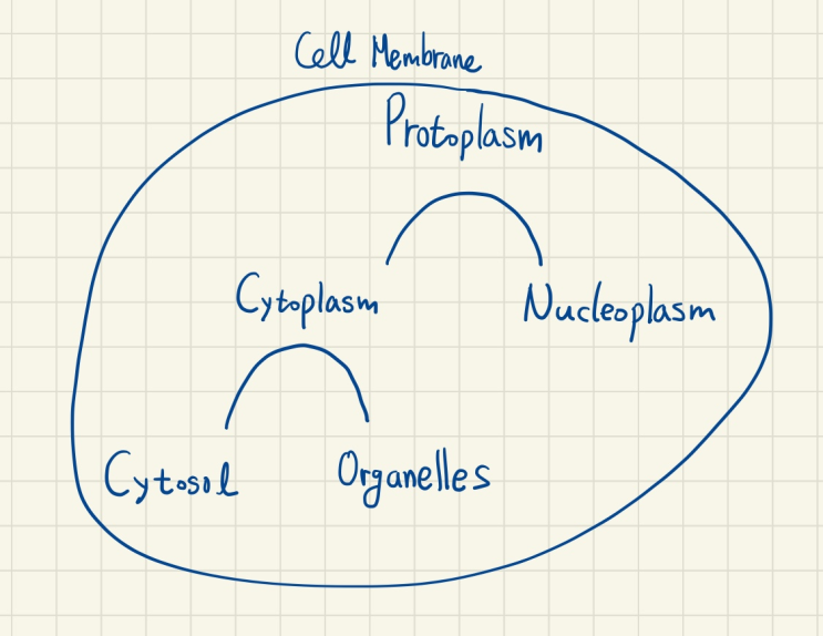 Cytosol과 Cytoplasm의 차이