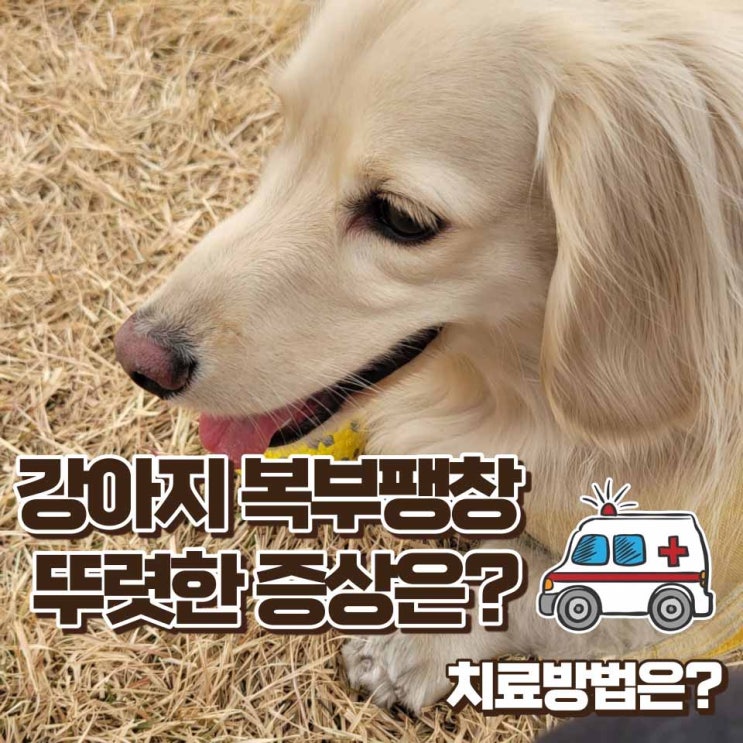  강아지 복부팽창 원인과 뚜렷한 증상 3가지