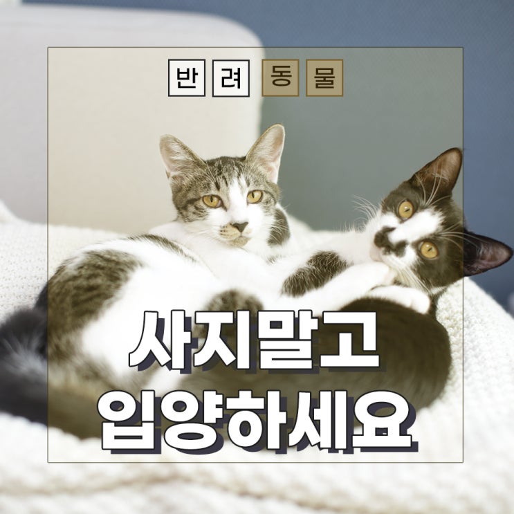 고양이 입양 할 수 있는곳 사지말고입양하세요