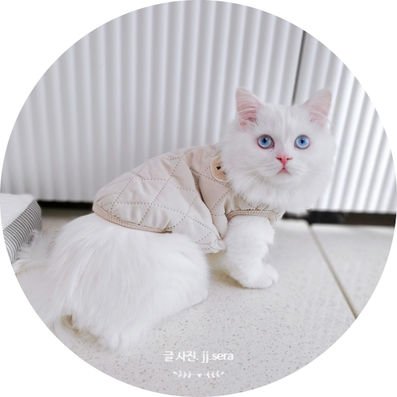 고양이옷 추위 대비 방한복 네이버펫 춘자상회 베어조끼