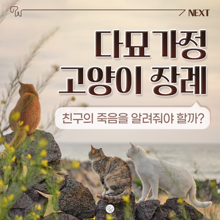  다묘가정 고양이 장례 친구의 죽음을 알려줘야 할까?