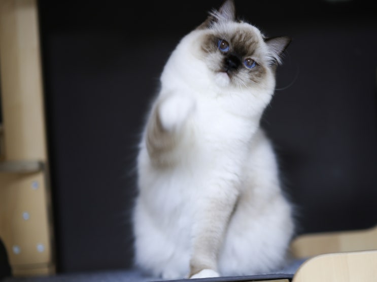  랙돌 고양이 성장 과정, 렉돌 캐터리 씰미티드 모모의 기본정보 성격