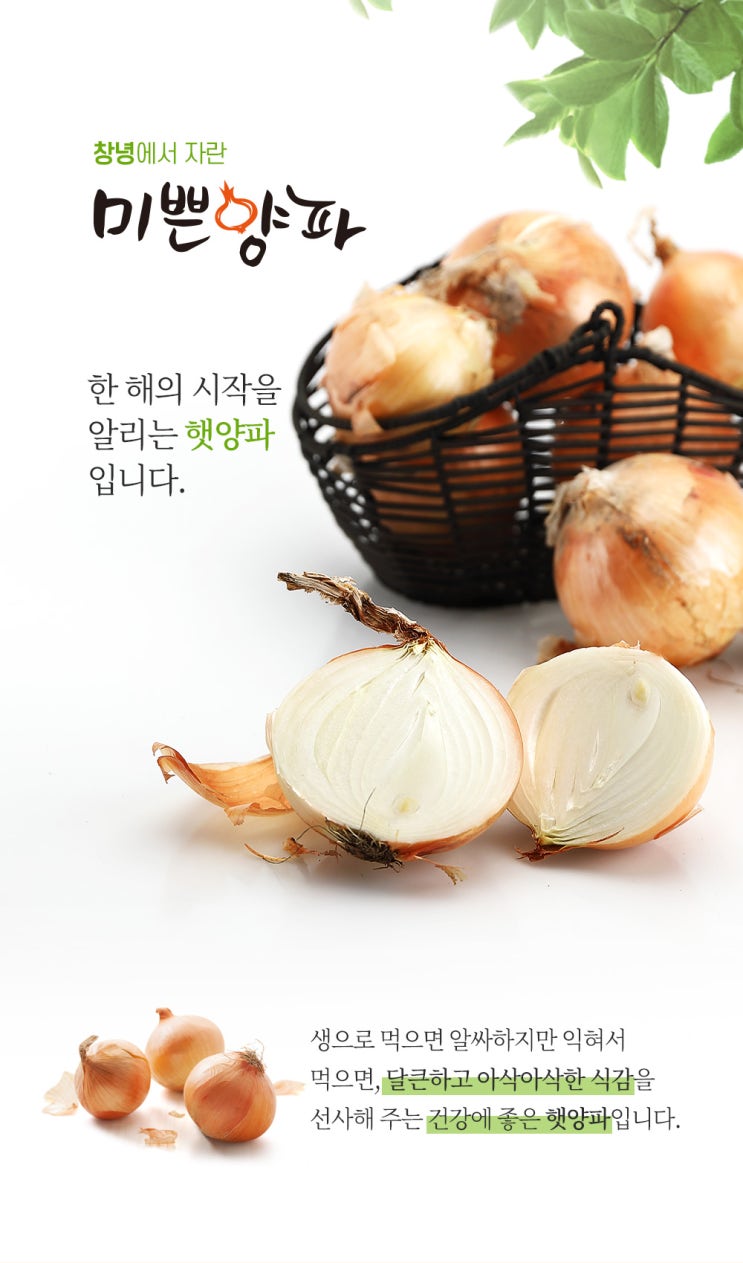  식품연출촬영/상세페이지제작_ 사진에서부터 느껴지는 아삭하고 달콤한맛! '창녕양파, 미쁜양파 상세페이지제작'