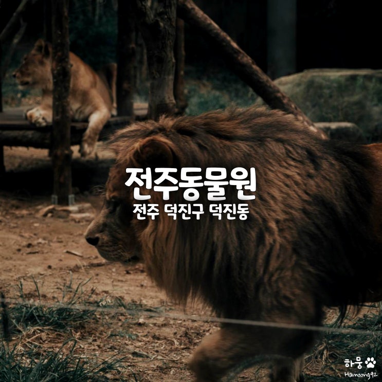  전주아이와가볼만한곳 전주동물원 드림랜드 놀이공원공사 입장료