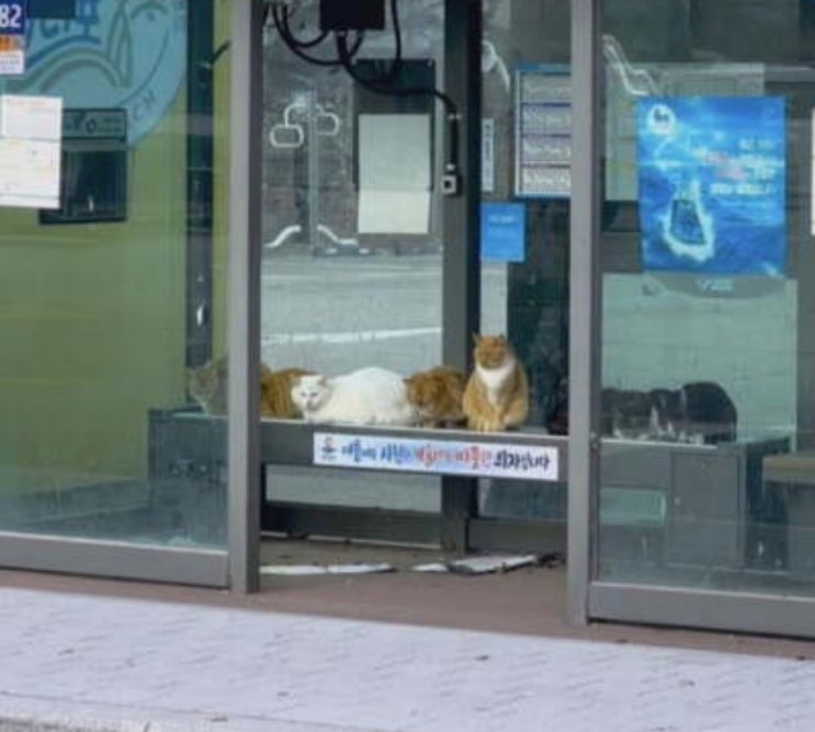 버스정류장 열선의자 길냥이, 이런 핫팩 해주고 싶네요