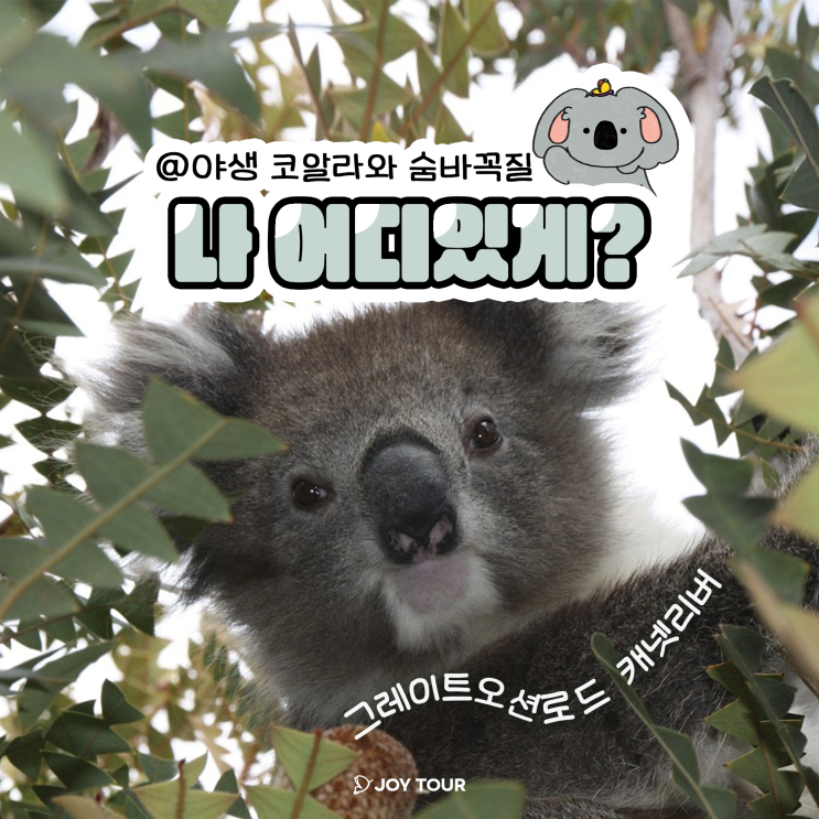  멜버른 야생 코알라 만날 수 있는 곳 ! - 그레이트오션로드