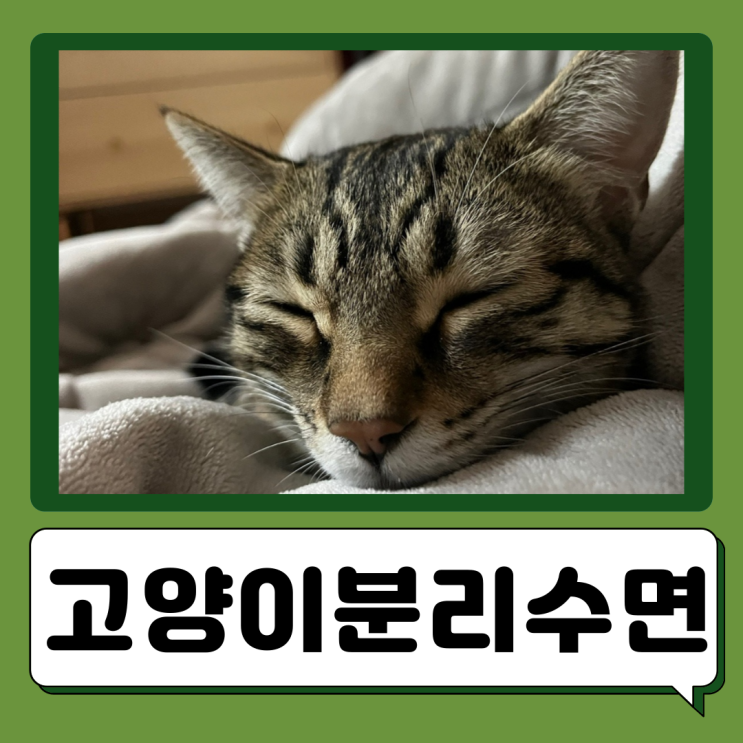  고양이 분리수면 방법 평균 수면시간
