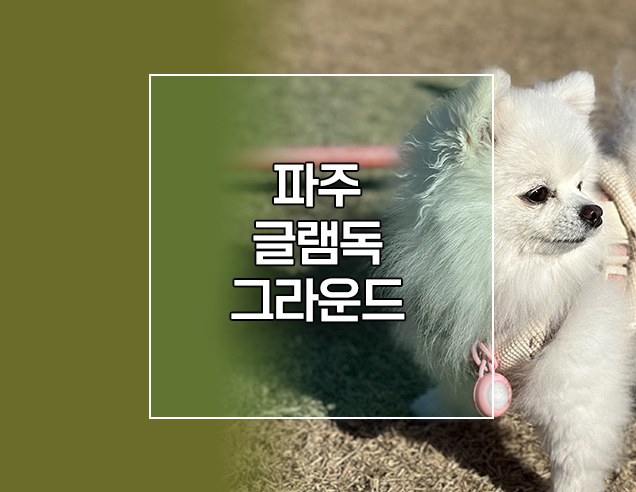  파주 애견동반 잔디 운동장 있는 카페 글램독그라운드