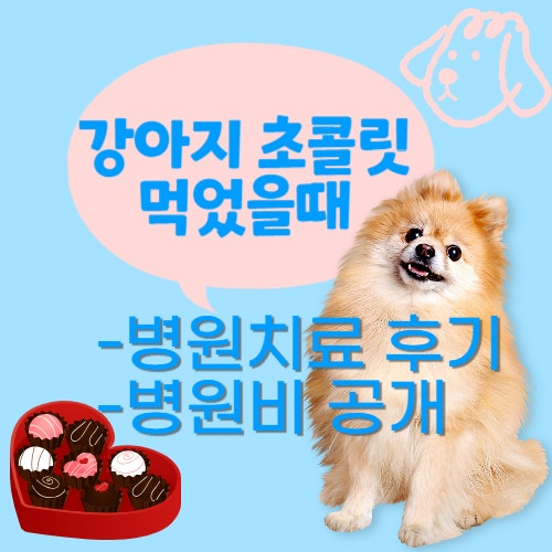  강아지 초콜릿 먹었을 때, 응급처치, 동물병원 치료 후기와 병원비 공개