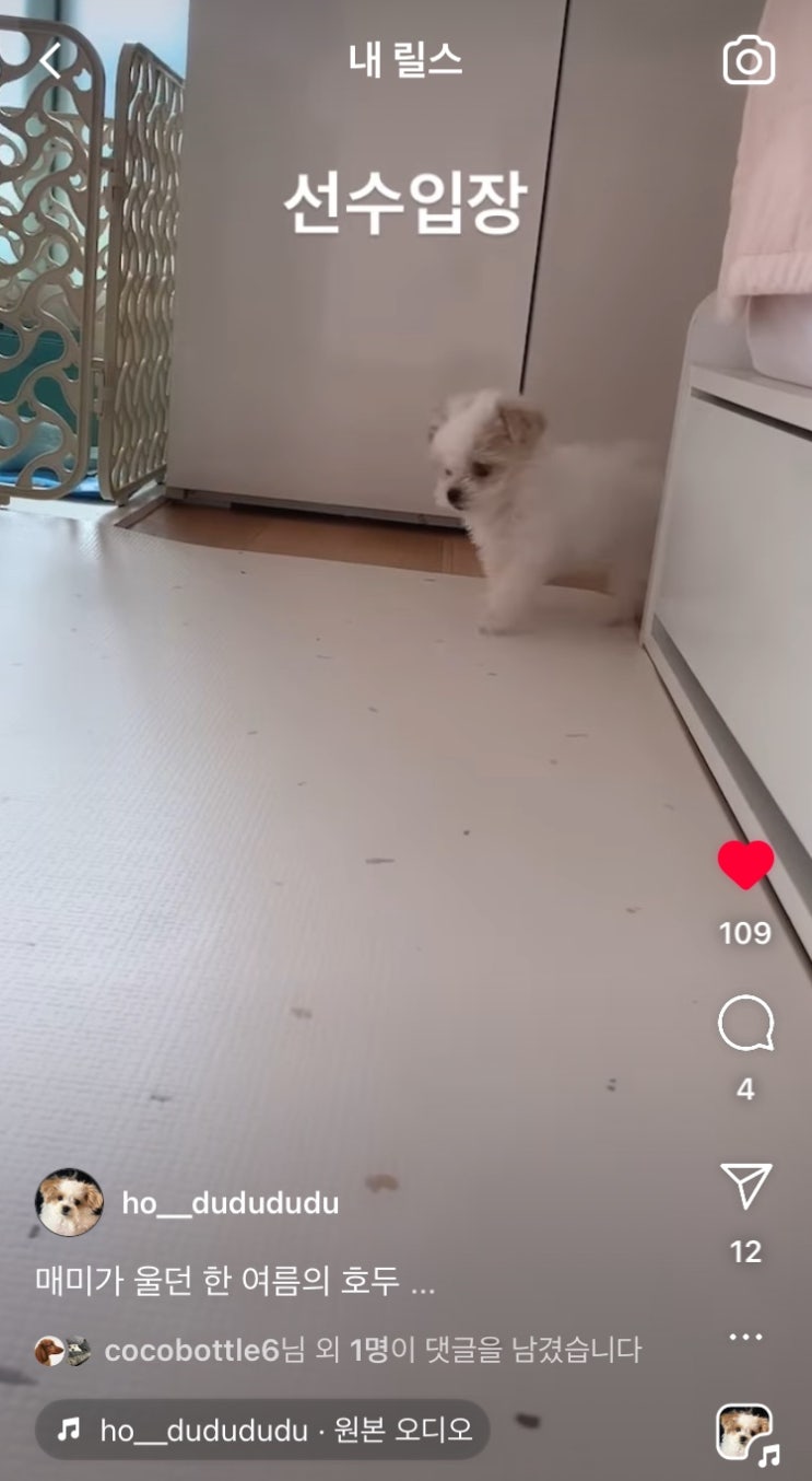  강아지 인스타 릴스 만들기, 호두 좋아요100개 돌파