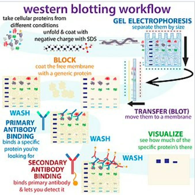 [분자생물학 실험] Western Blot / PVDF membrane / NC membrane
