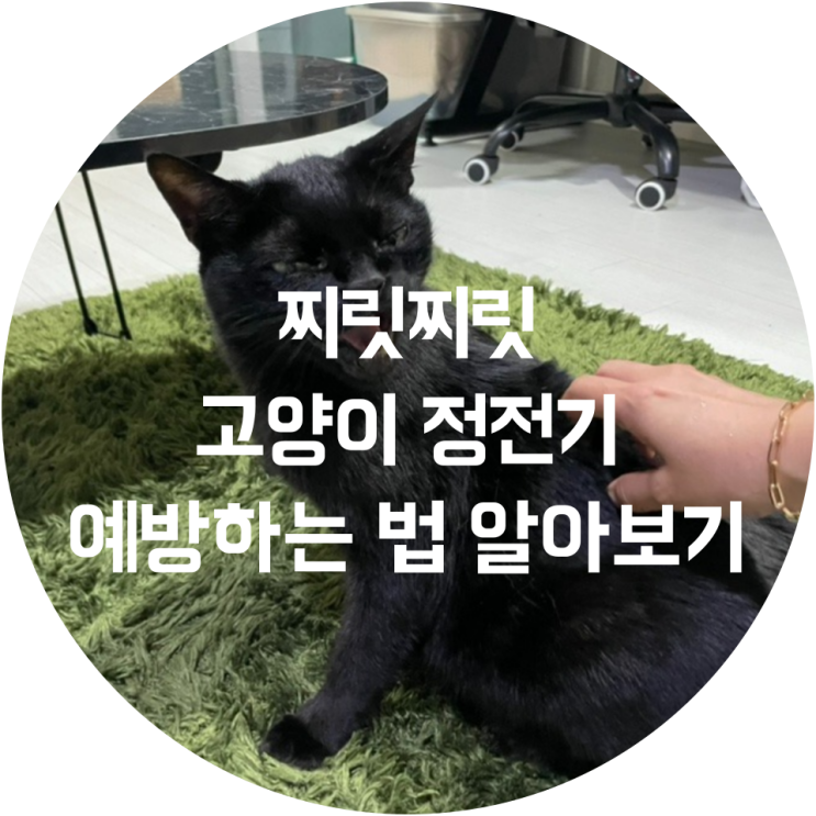  겨울철 찌릿찌릿 고양이 정전기 예방하는 법 알아보기