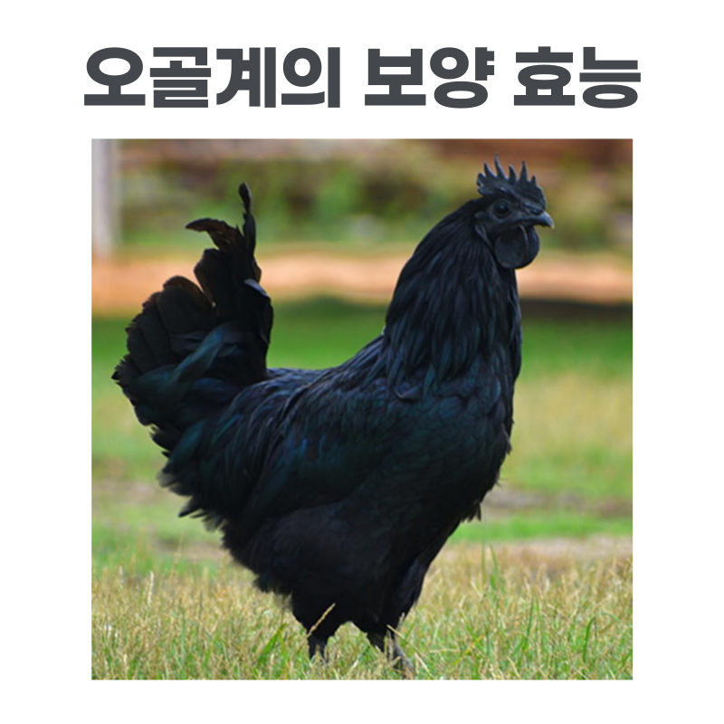 오골계 효능 주의사항 정리