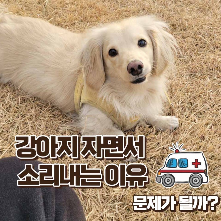  강아지 자면서 소리 내는 여러 가지 이유와 방지법