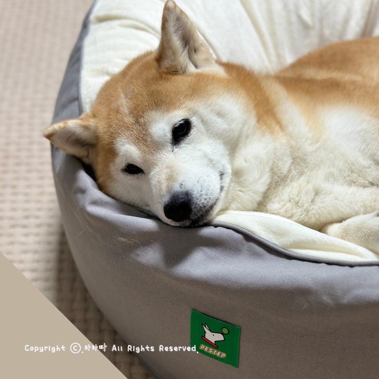  강아지겨울방석 극세사로 포근한 페스텝 마카롱 쿠션