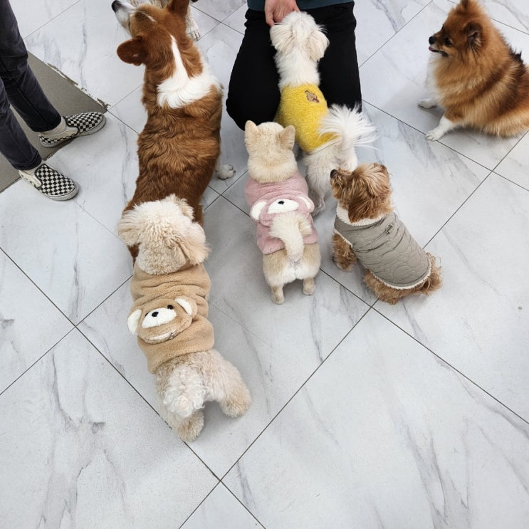  창원아이랑체험, 창원애견카페, 마산애견카페,  강아지,고양이없어도 갈수 있는 <애견카페포>