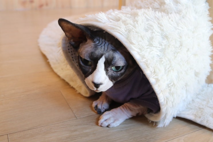 스핑크스 털없는 고양이 품종 성격 털빠짐 추위 기본정보