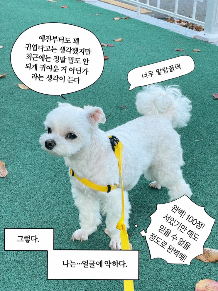 [월간이네] 11월, 어떻게 한 달이라는 시간이 간건지 알아보자