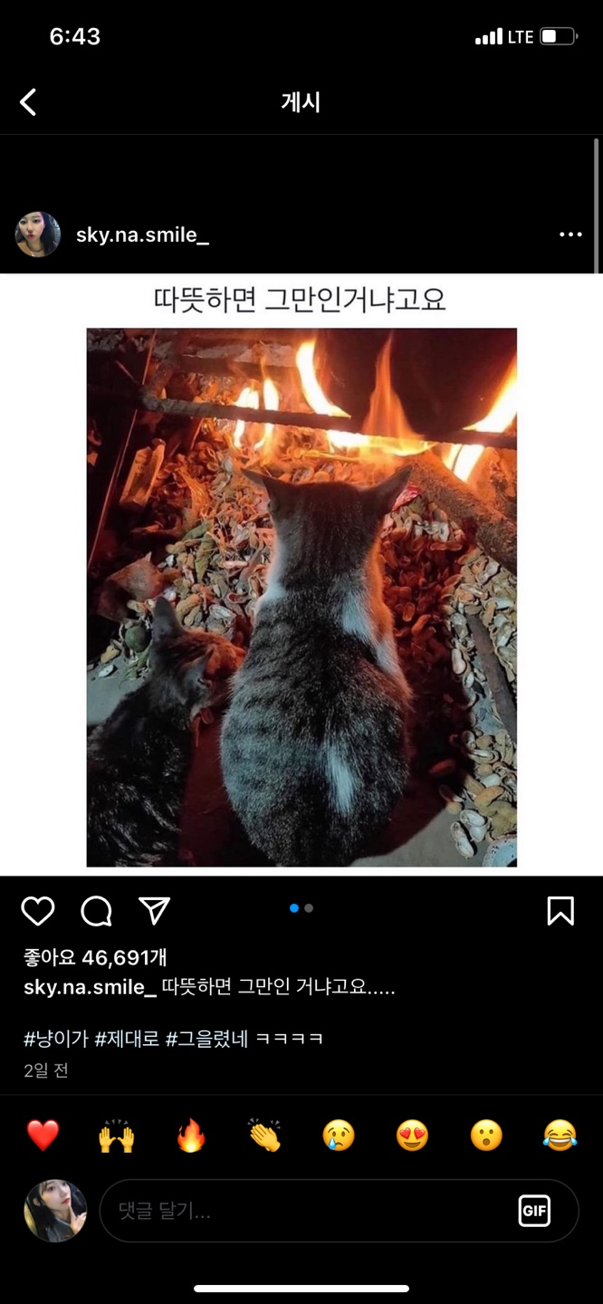  인스타그램에 올라온 고양이사진
