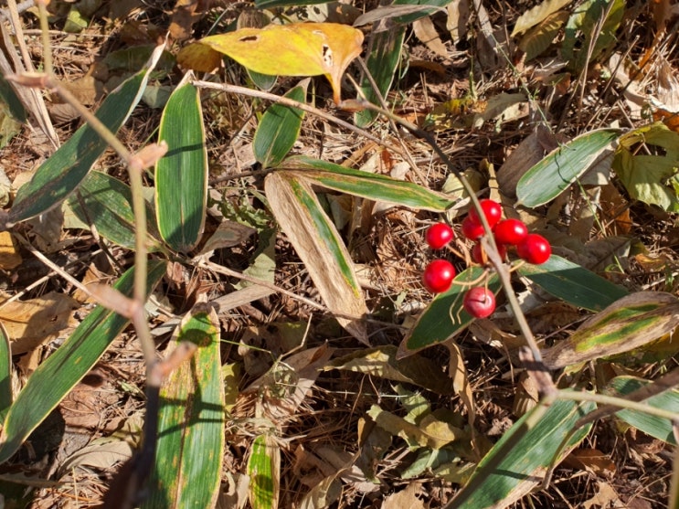 이런 날도 있네요. 꿩 대신 닭 산죽 조릿대의 효능과 먹는 방법 이런 날도 있네요. 꿩 대신 닭 산죽 조릿대의 효능과 먹는 방법