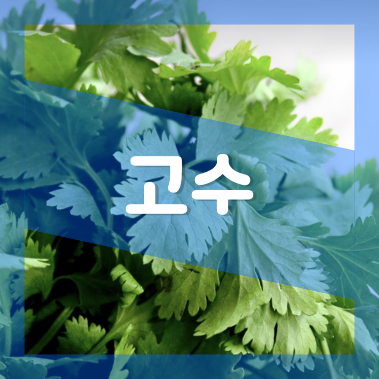  고수 효능 부작용 : 고수나물 칼로리 영양성분