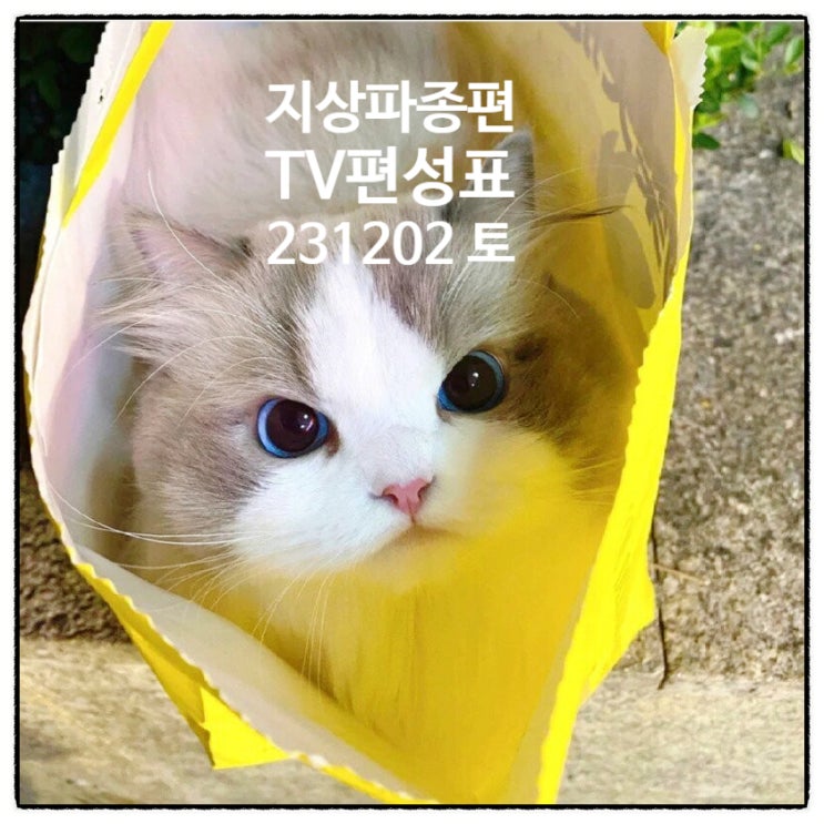 지상파 종편 TV편성표 231202 토