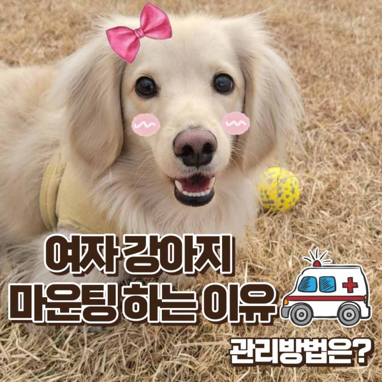  여자강아지 마운팅 하는 이유와 관리방법