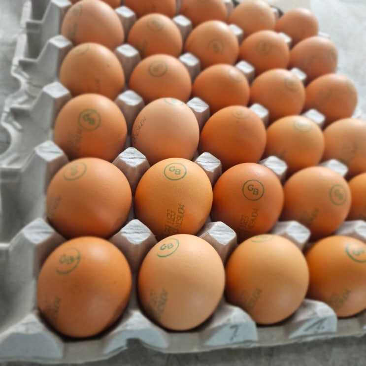  [계란고르는 법]계란등급제를 이용하여 모양도 맛도 좋은 계란 골라보세요~